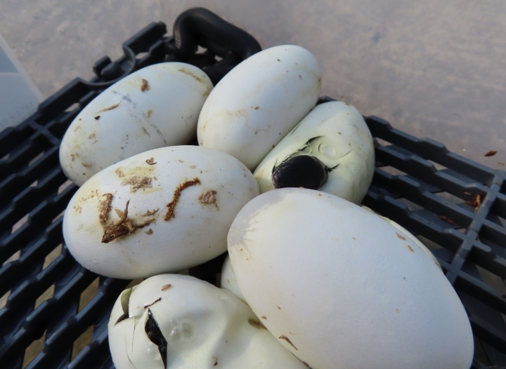 Mexican Black Kingsnakes